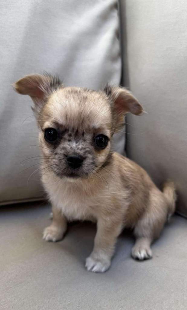 One beautiful 3/4 chihuahua 1/4 pomeranian puppies, ready and looking for their forever families ❤️