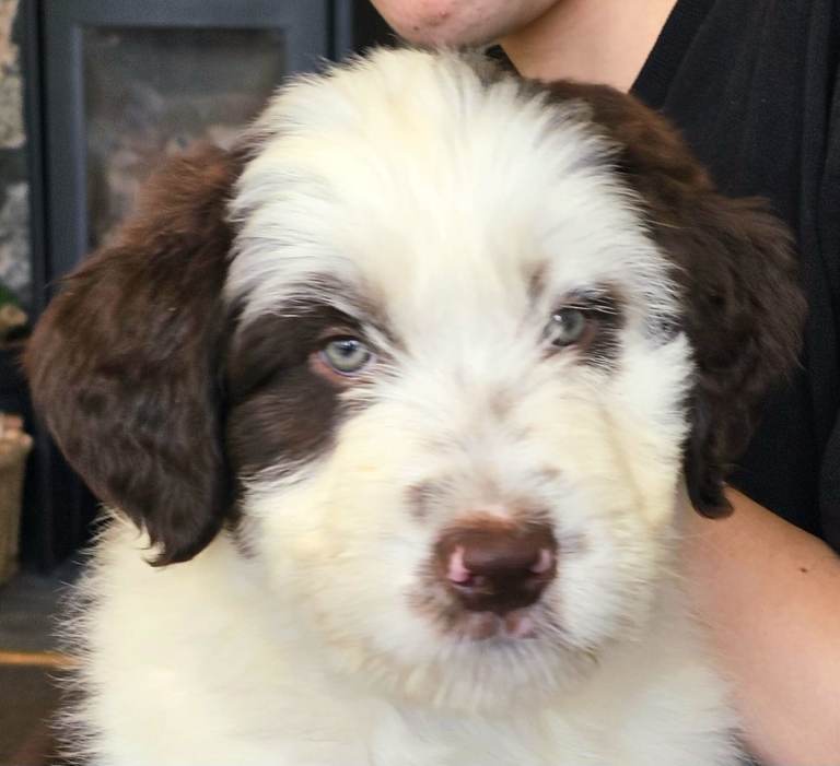Collie cross boy Ready Now