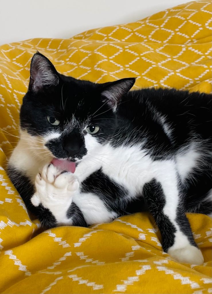 A Sweet, Gentle Indoor Boy Cat