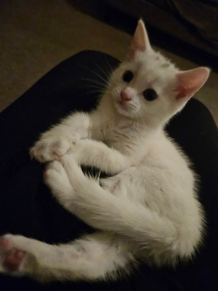 Kitten, female 8 weeks old