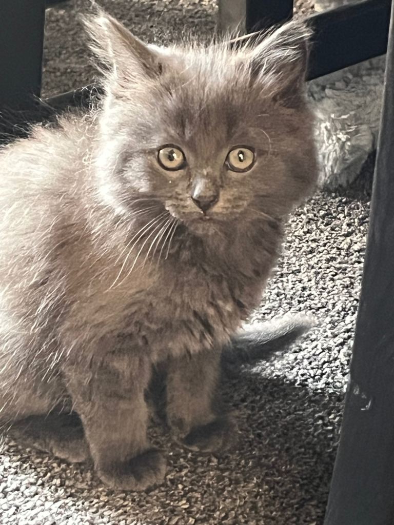 Ragdoll Cross Kittens For Sale