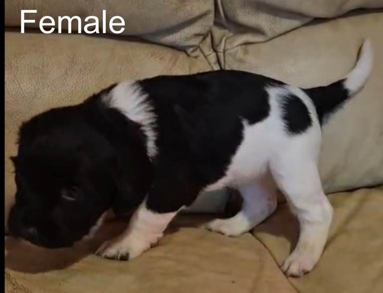 Top Quality Full Bred Springer Spaniel Pups
