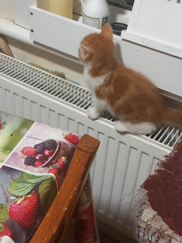 2 beautiful,  adorable, lovely kittens for sale