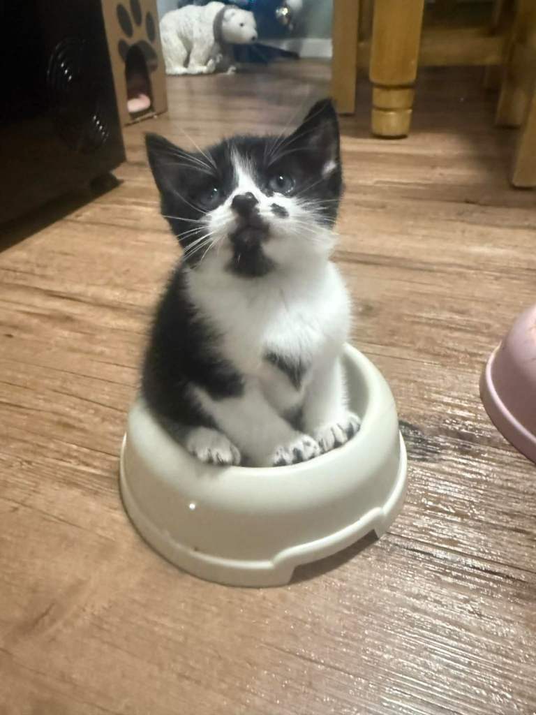 Beautiful kittens looking for there forever home 