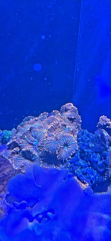 Superman Rhodactis frag coral mushroom 