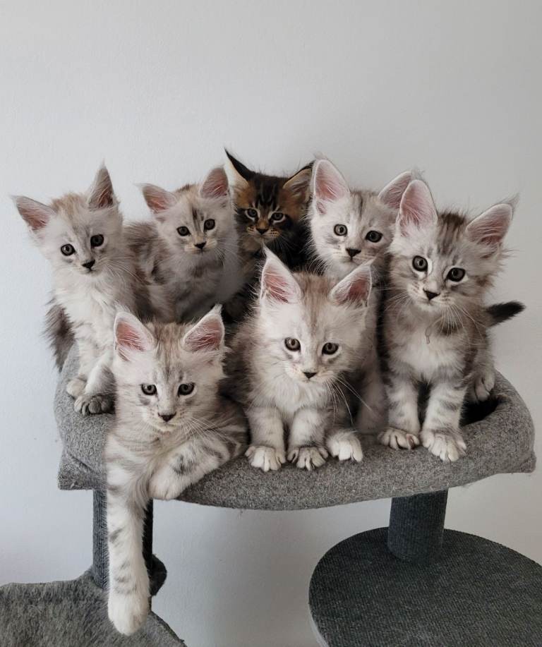 Tica registered maine coon kittens 