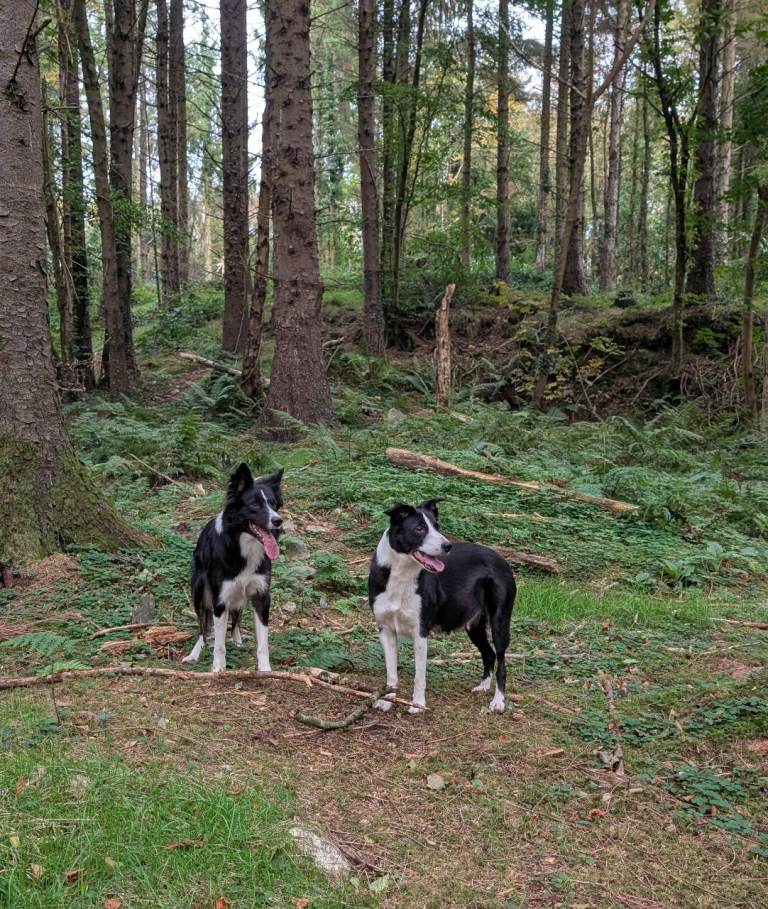 Border Collie puppies 