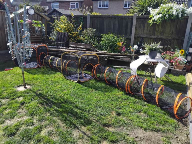 Small dog, cat, rabbbit outdoor play run 