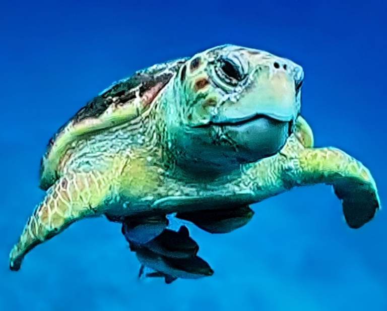 image for Genuine Vintage TRIUMPH Mint Condition BICYCLE