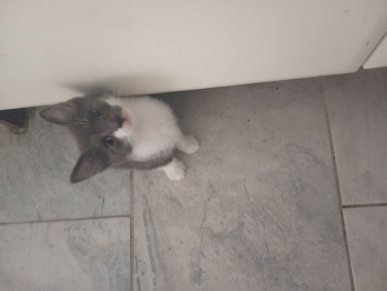 Kittens ready now