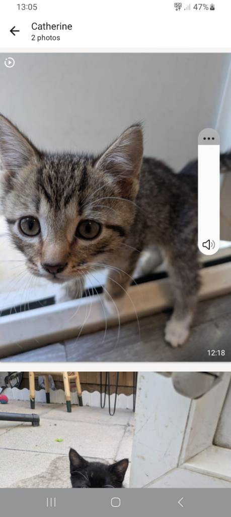 Boy kittens 