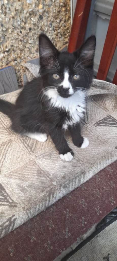 KITTEN FOR SALE