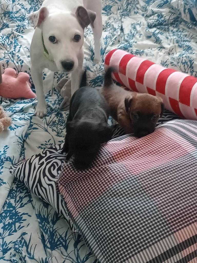 Puppies 
