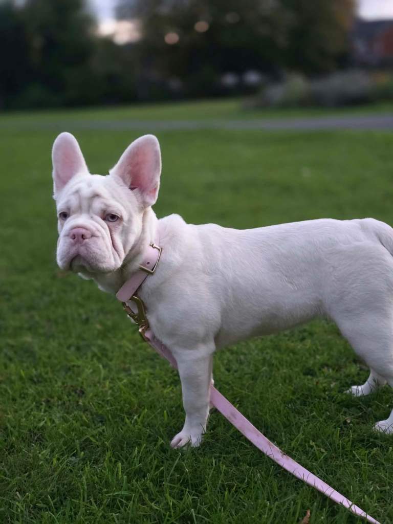 French Bulldog