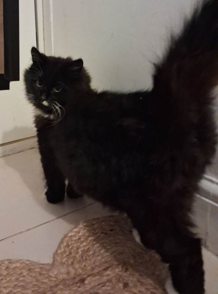 2 sisters ,6 months old