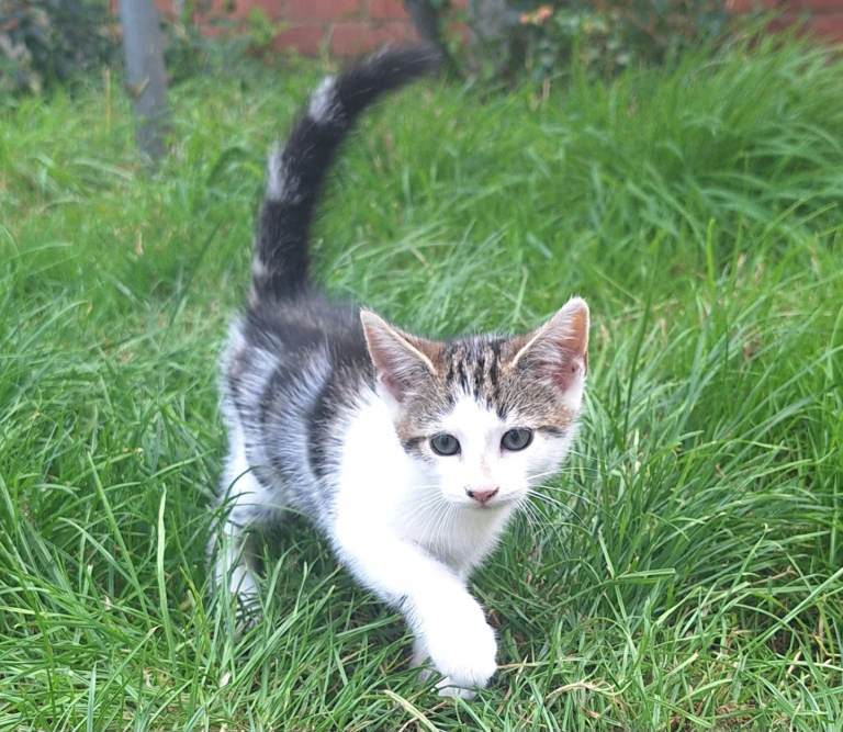 Beautifully kittens 