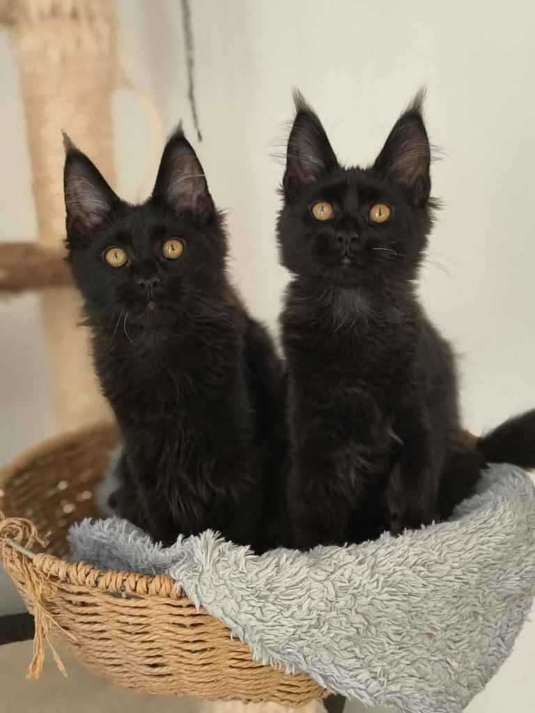 Maine coon kittens ready now TICA