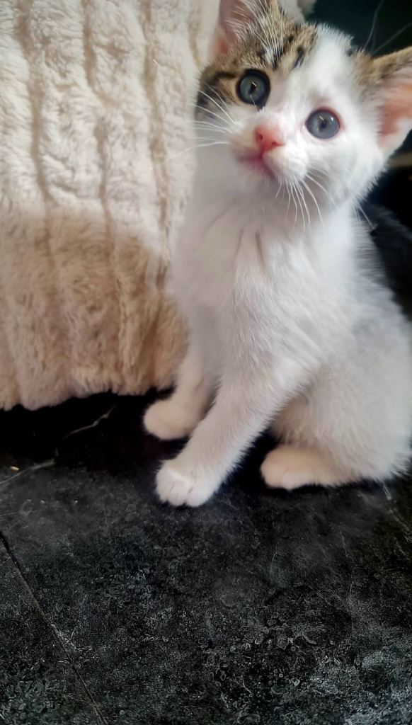 Kittens