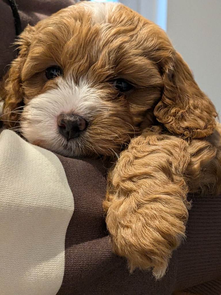 Cockapoo Puppies - Ready May half term.