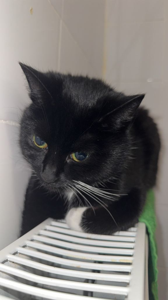 Black and white female cat 