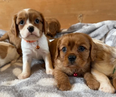 Cavalier King Charles Spaniel