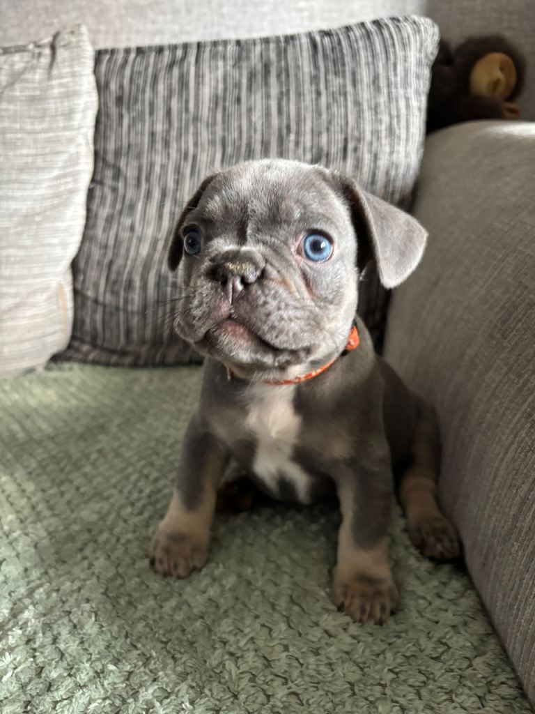French bulldog puppies