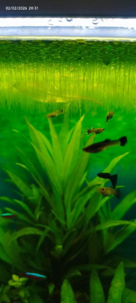 Assorted juvenile guppies