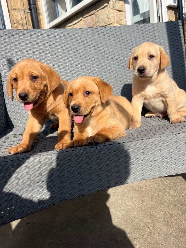 Labrador puppy