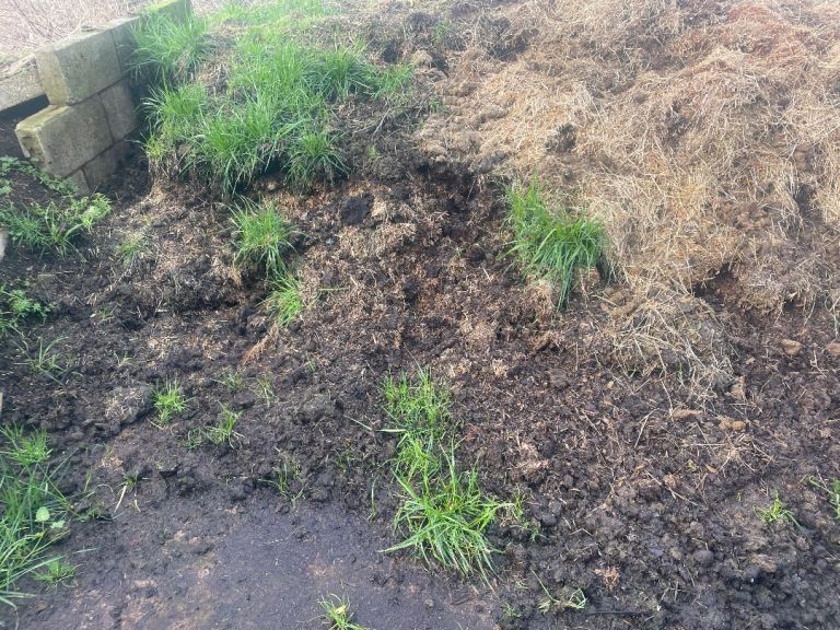 Free horse manure Muck