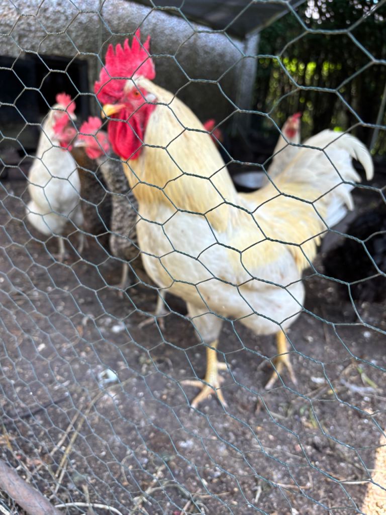 Large white rooster for sale 