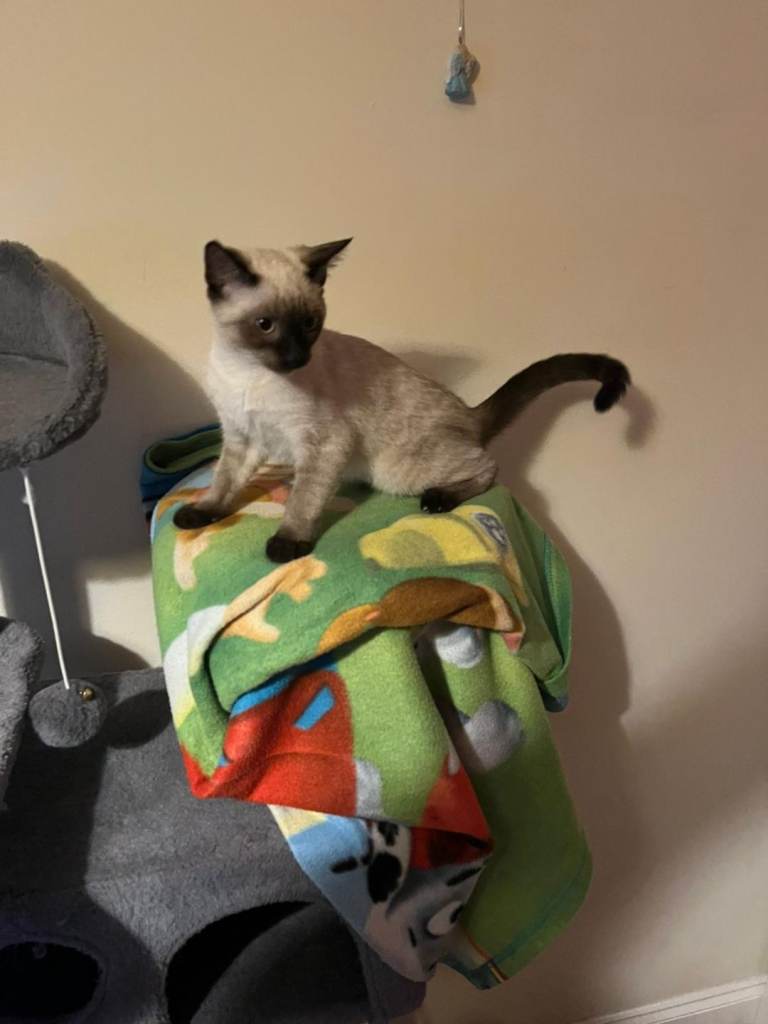 3 Kittens for sale - Ready for New Homes