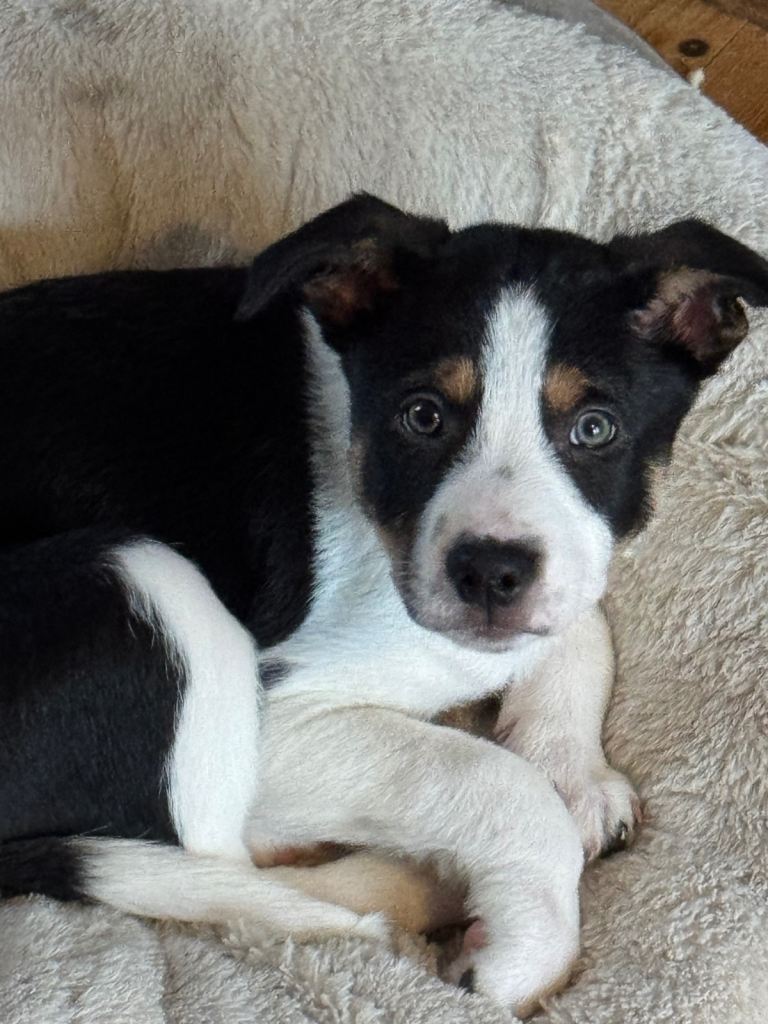 Short hair border collie pups 