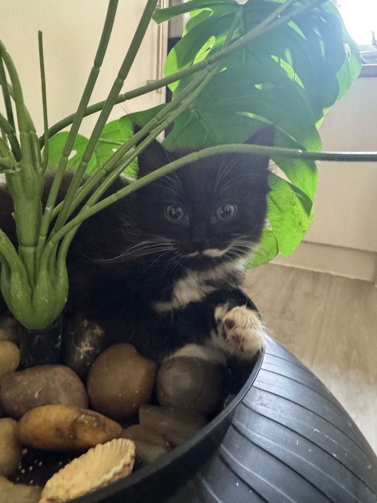 4 Beautiful Fluffy Long-Haired Kittens – Ready Now 🐱❤️