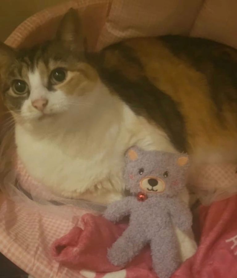 Athena needs a loving home