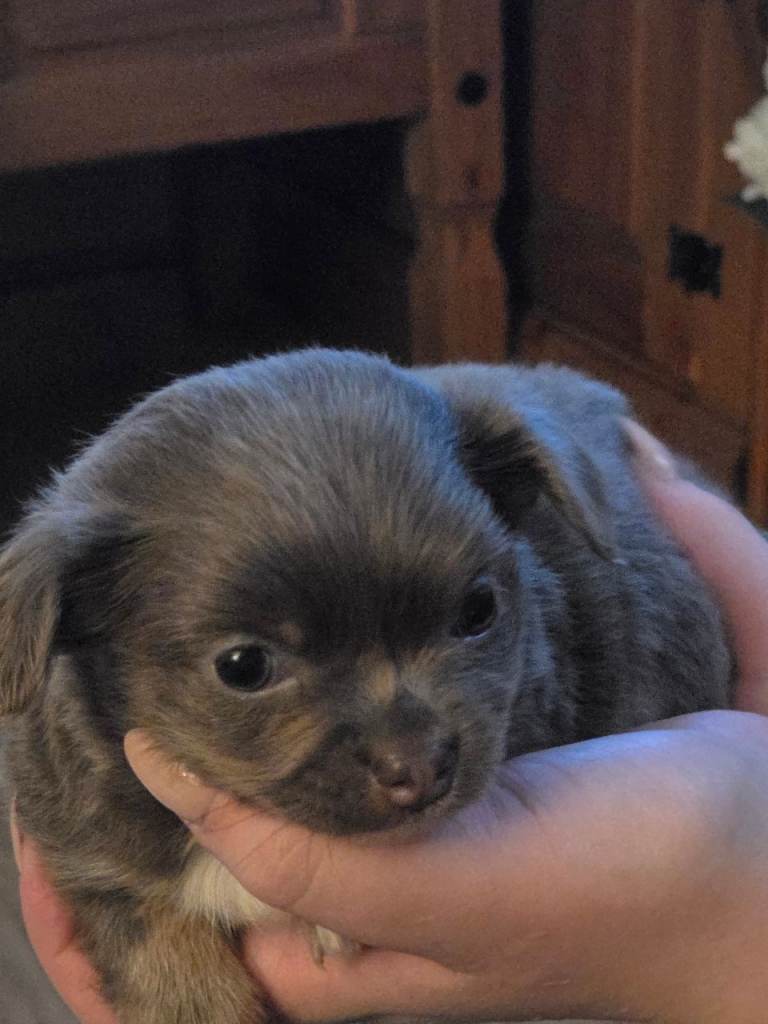 Chihuaha puppies for sale 