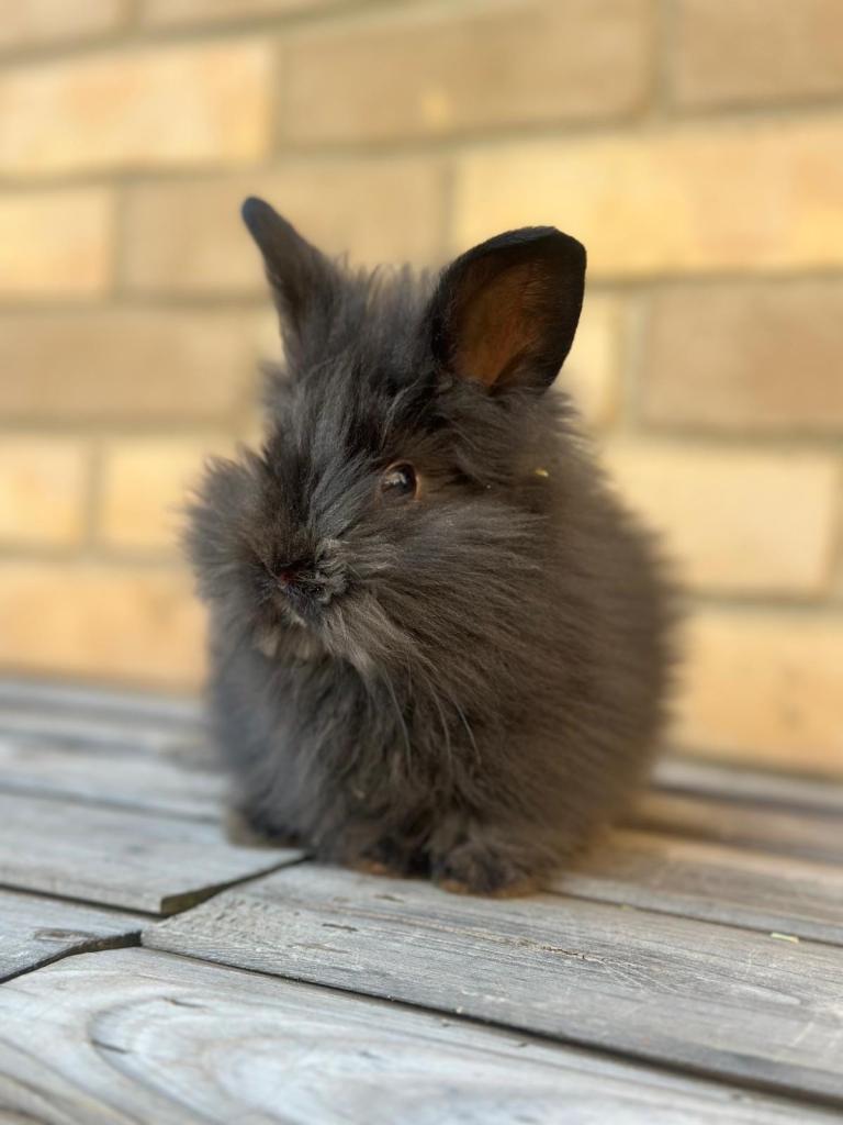 Lion head mini lion lop mixed breed