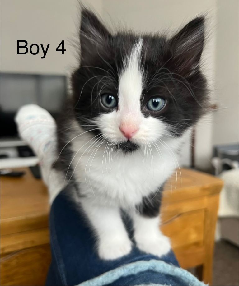 4 fluffy Ragdol cross kittens 