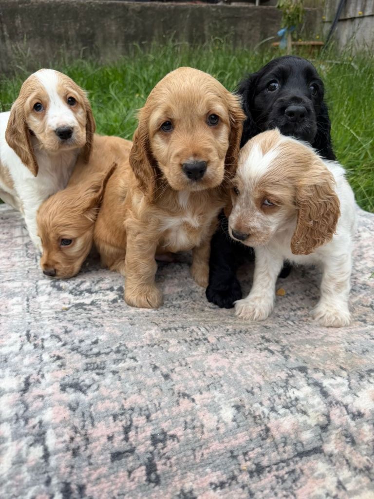 Show type Cocker Spaniel