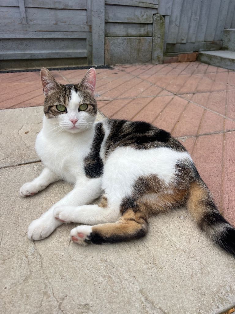 Tabby + white female cat  