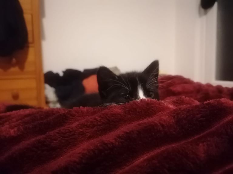 Super fluffy and loving male kitten