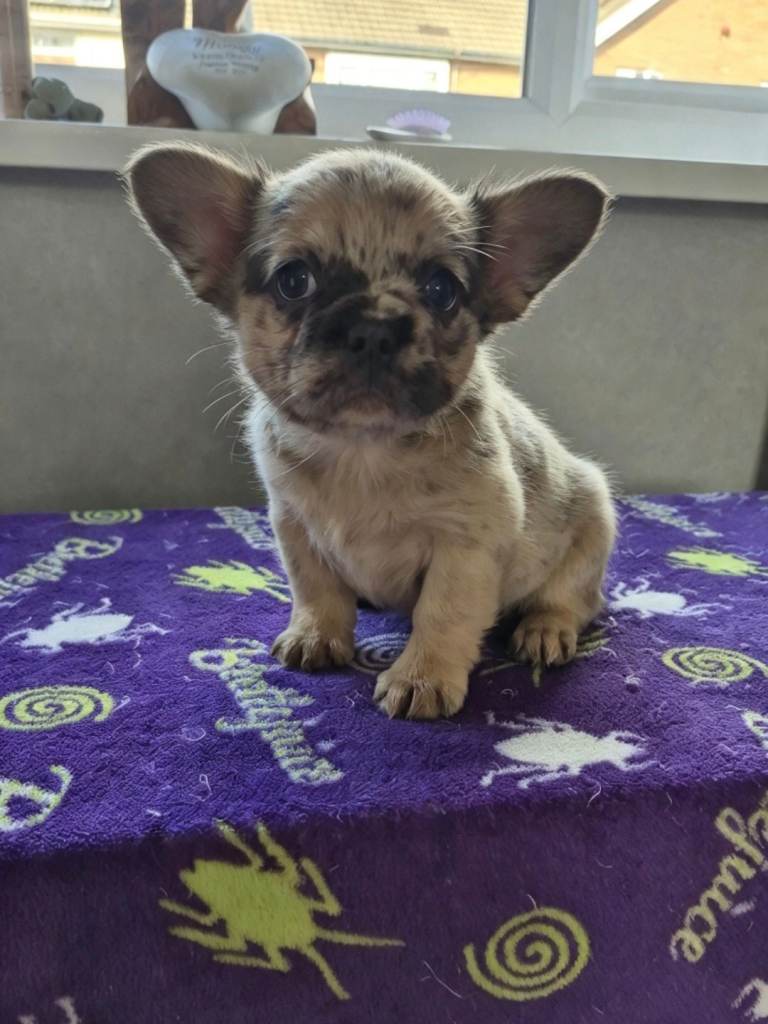 French Bulldog Puppies 