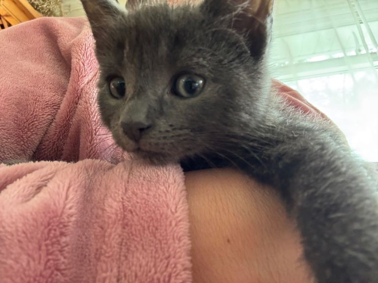 Kittens