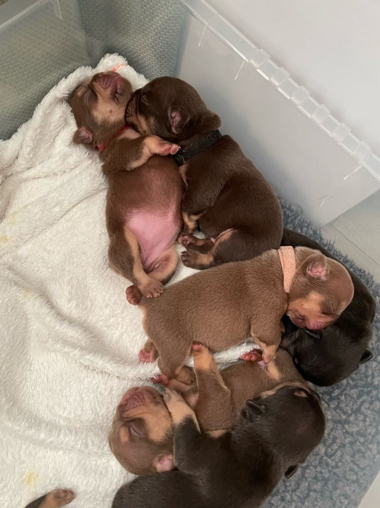 French Bulldogs in Chocolate & Tan and Rojo, all fluffy carriers available 🍫 