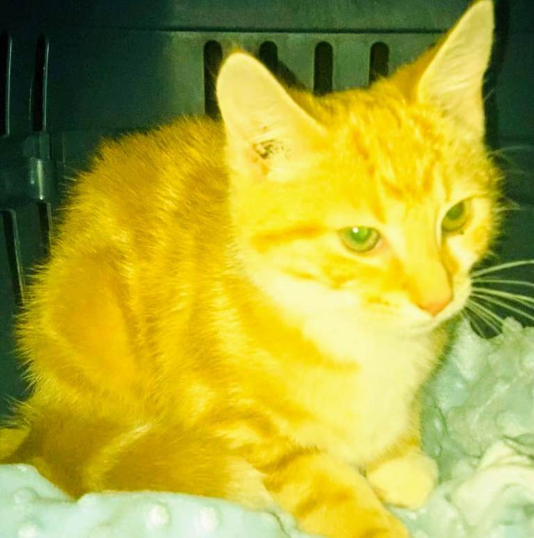 A lovely litter of Ragdoll x Bengal kittens ready for forever new homes