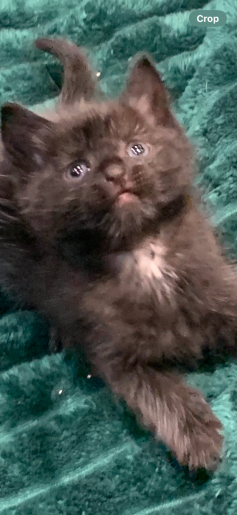 Fluffy Black and dark grey kittens  