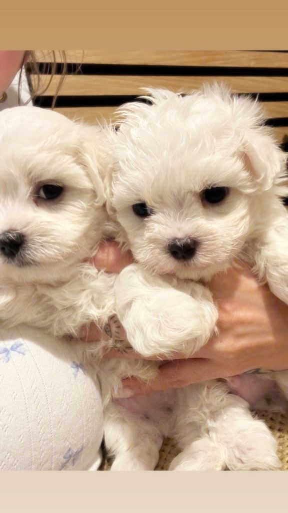 Maltease puppies kc reg