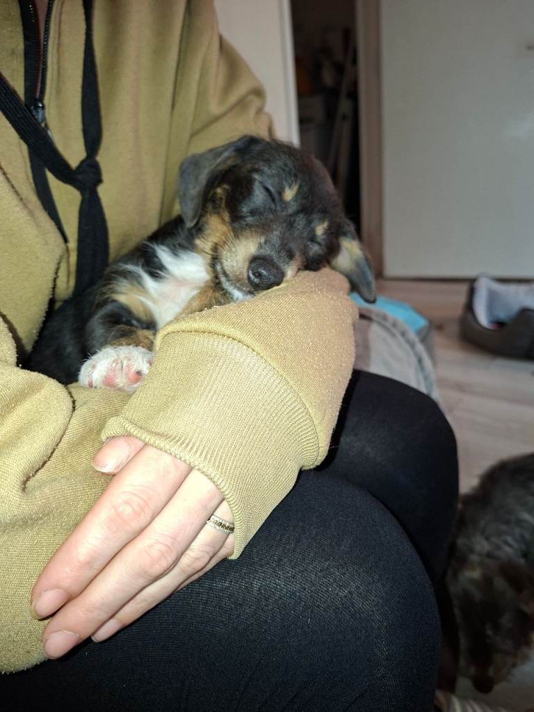 Miniature dacshund cross shih tzu.