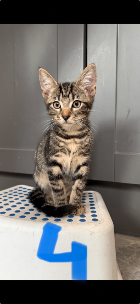 Baby Kittens - 3 Months