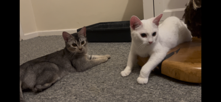 Beautiful Abysinian kitten 