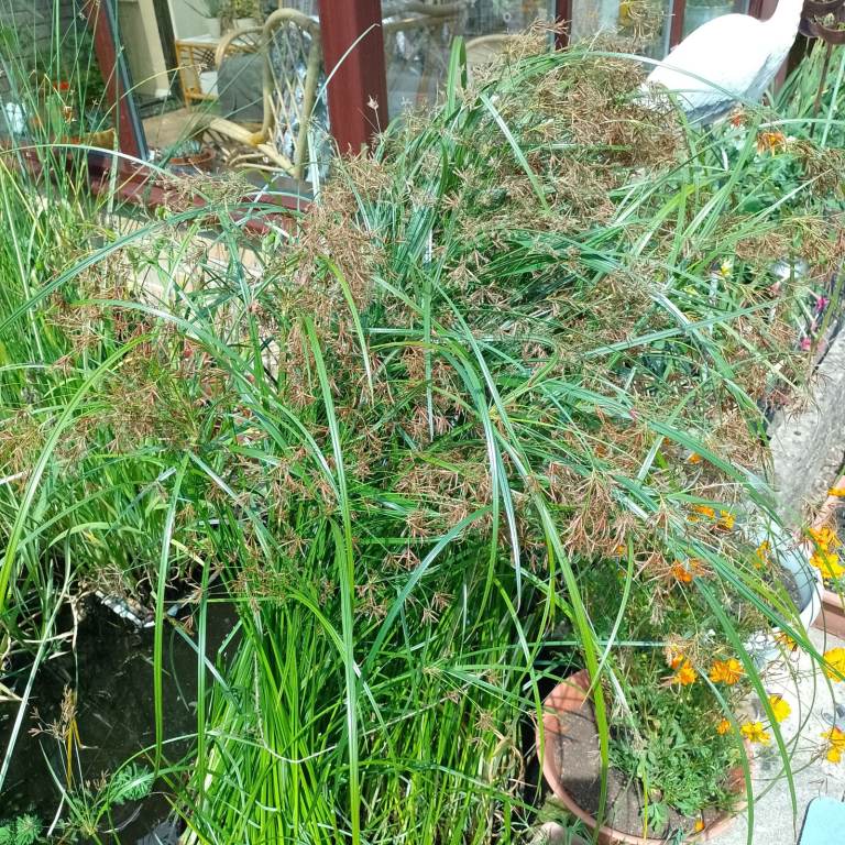 Ornimental pond grass